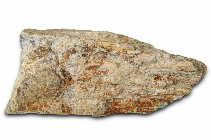 Dinosaur (Triceratops) Frill Shield Section - Montana #347988